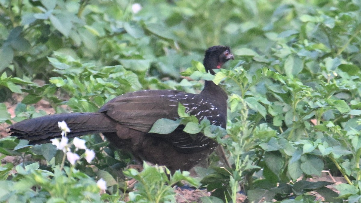 Yungas Guan - ML643535345