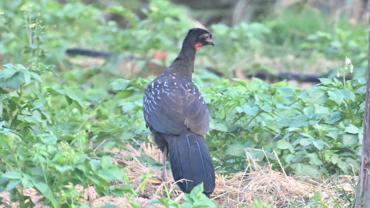 Yungas Guan - ML643535352