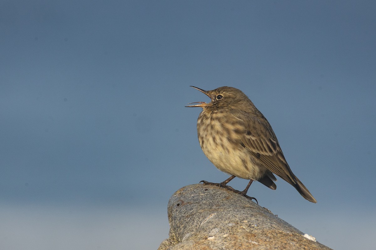 Rock Pipit - ML643535353