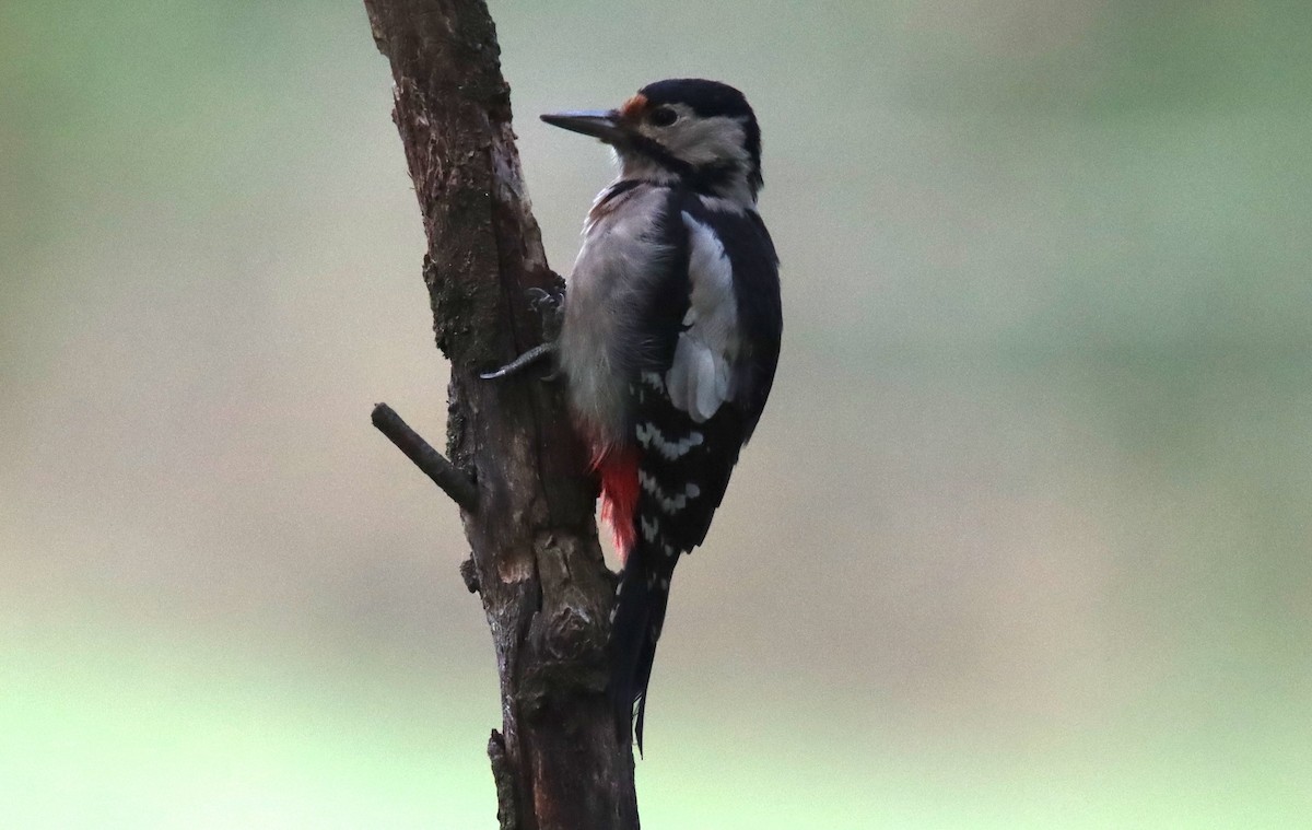 アカゲラ - ML643535354