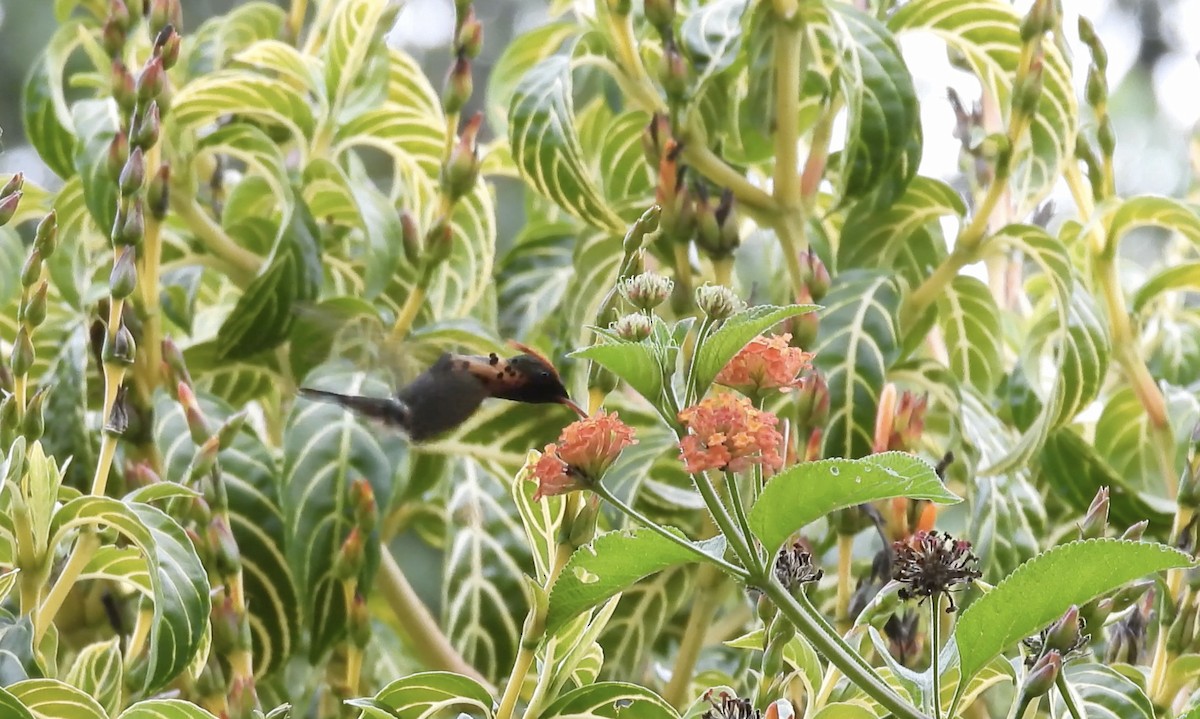 Tufted Coquette - ML643535364