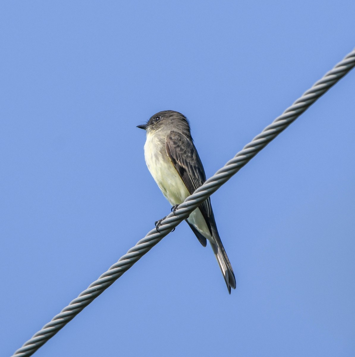 tyranovec domácí - ML643535379