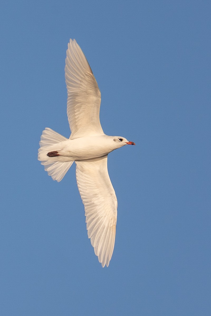 Mediterranean Gull - ML643535395