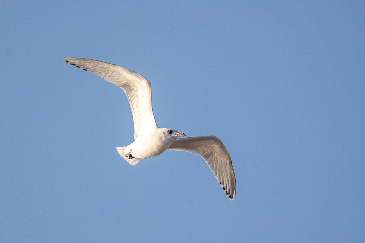 Mediterranean Gull - ML643535396