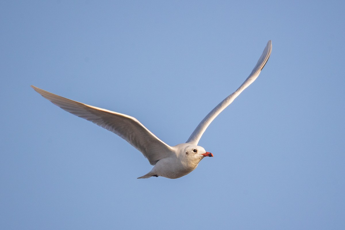 Mediterranean Gull - ML643535397