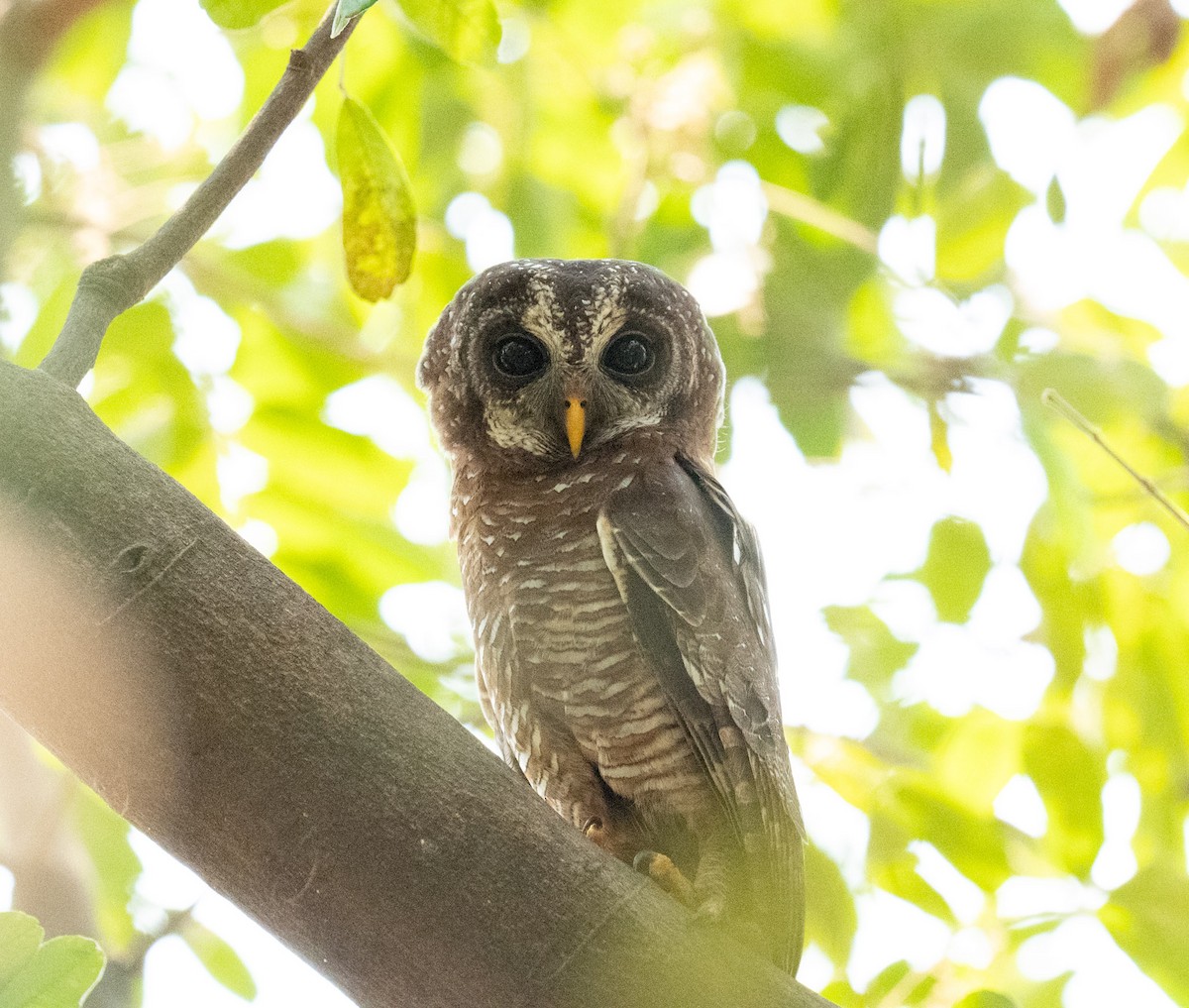 African Wood-Owl - ML643535409
