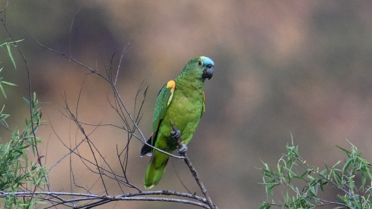 Amazona Frentiazul - ML643535419
