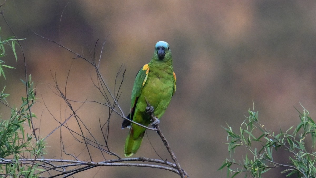 Amazona Frentiazul - ML643535421