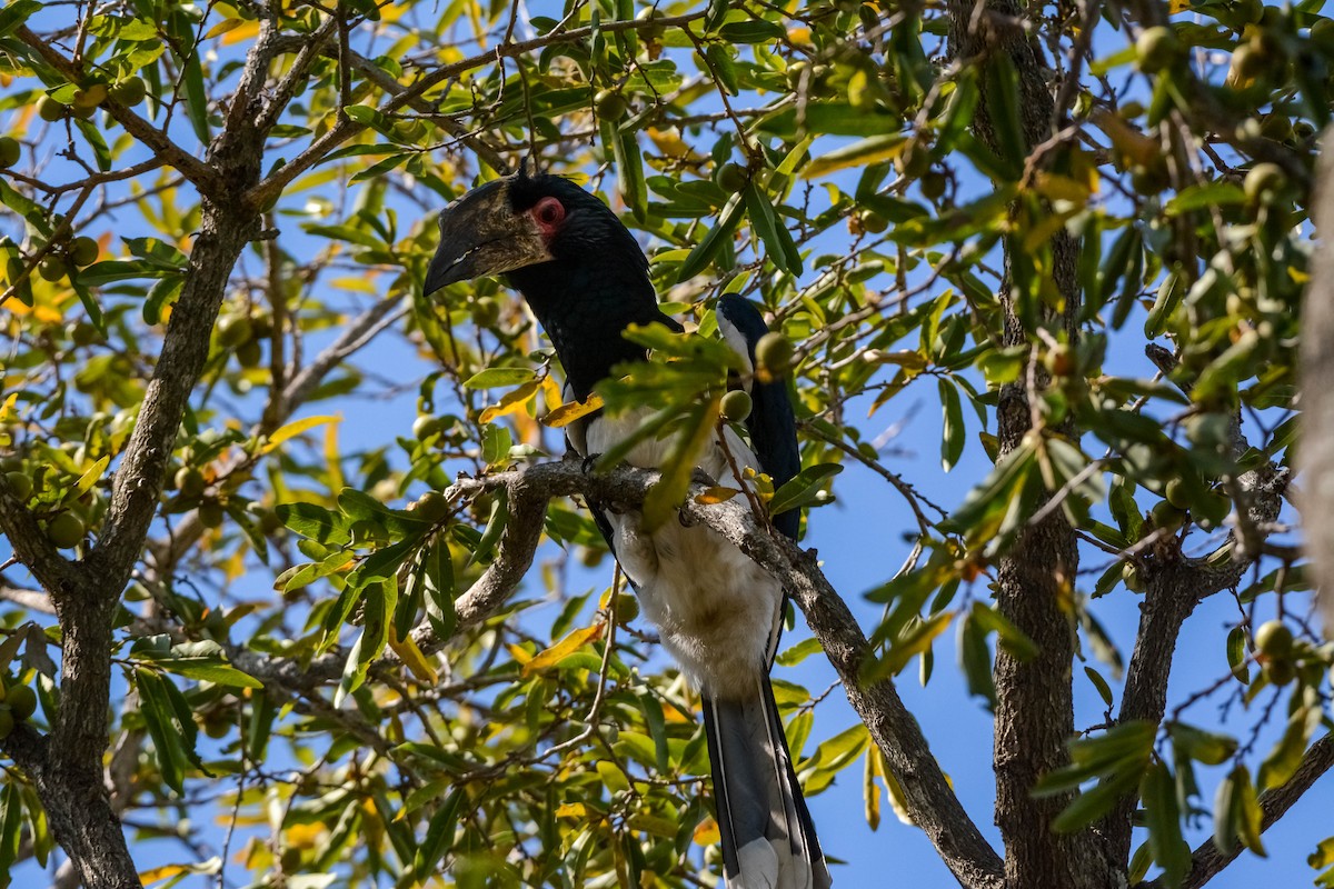 Trumpeter Hornbill - ML643535479