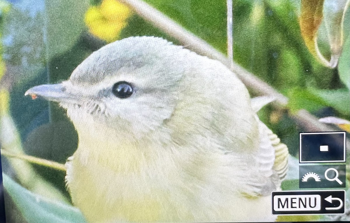 セアカモズモドキ - ML643535480