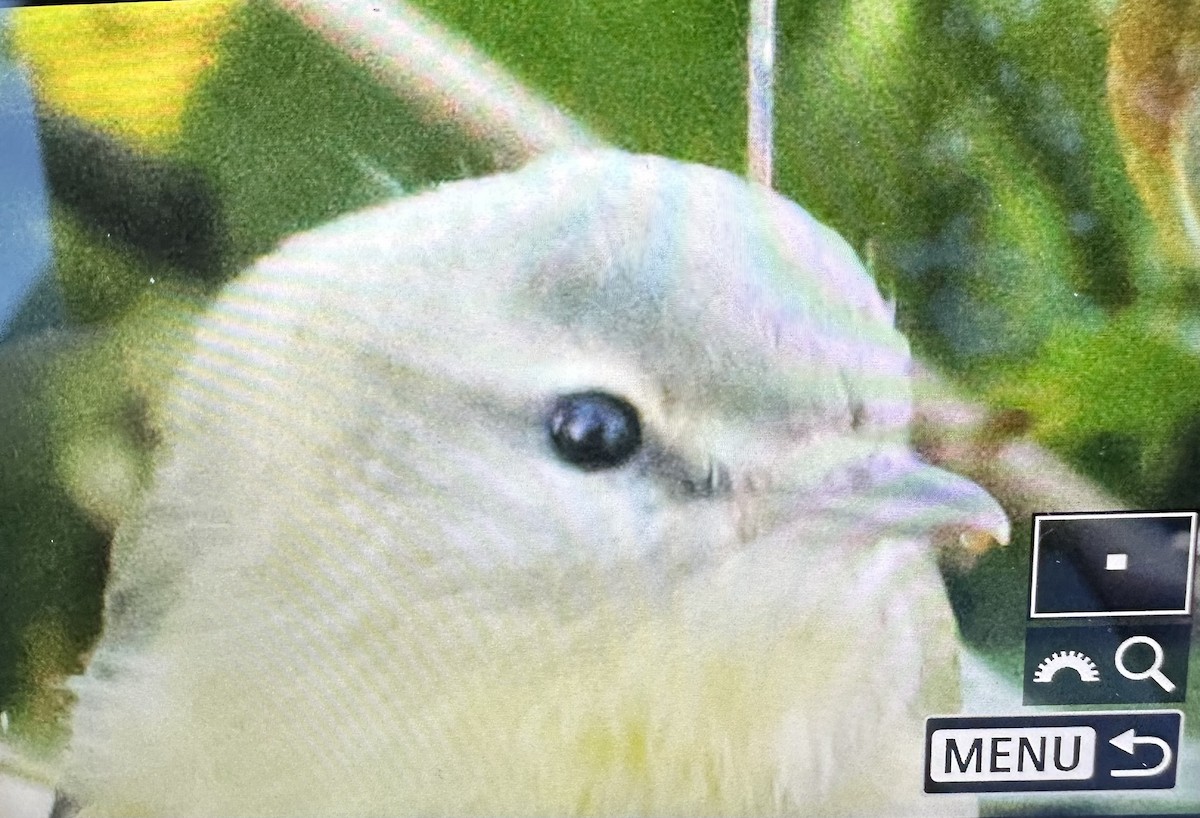 セアカモズモドキ - ML643535481