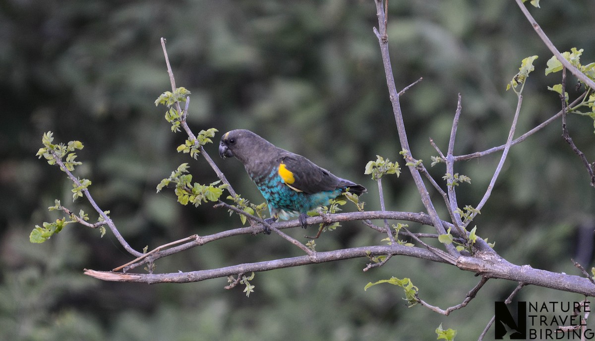 gulissepapegøye - ML643535484