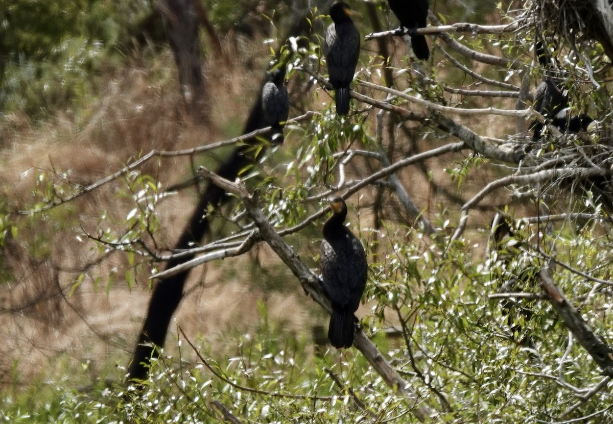 Little Black Cormorant - ML643535493