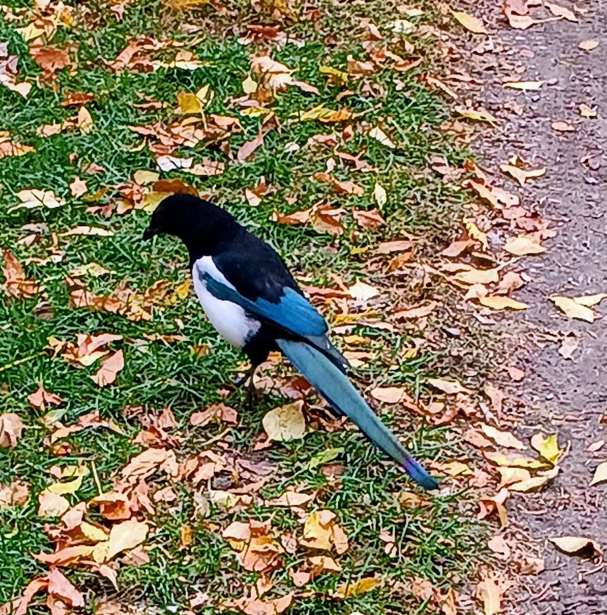 Black-billed Magpie - ML643535503