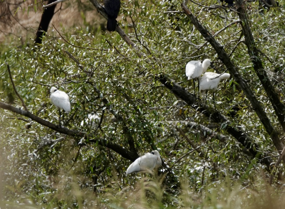 Royal Spoonbill - ML643535514