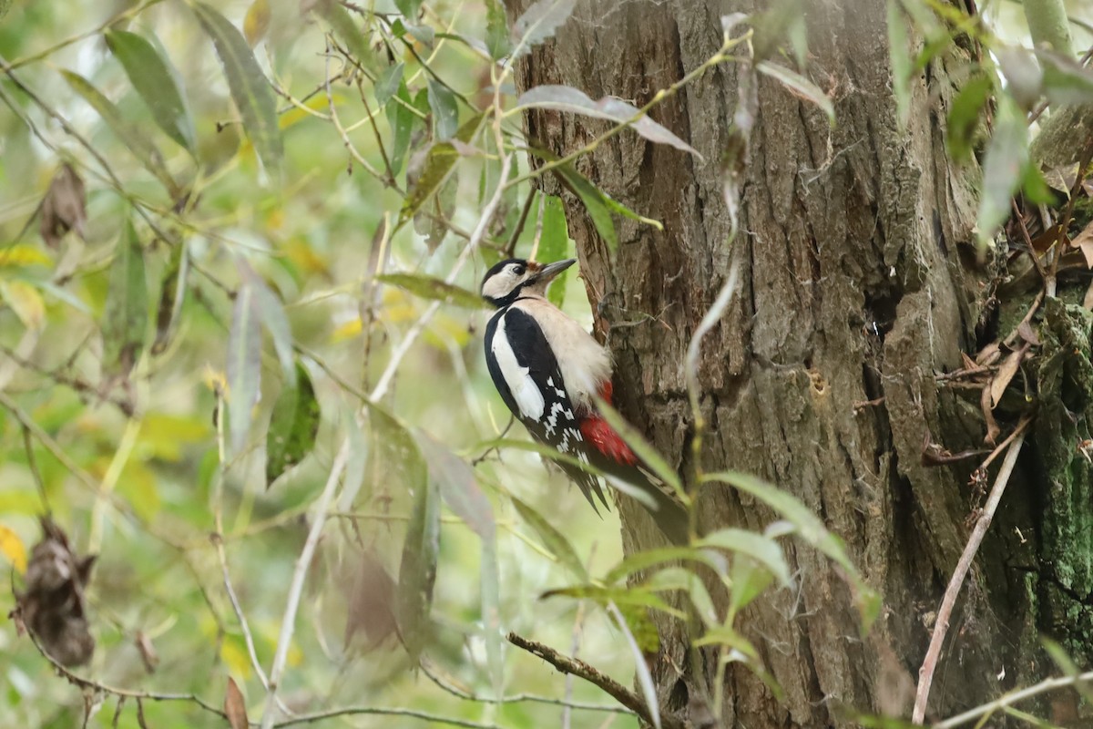 アカゲラ - ML643535519
