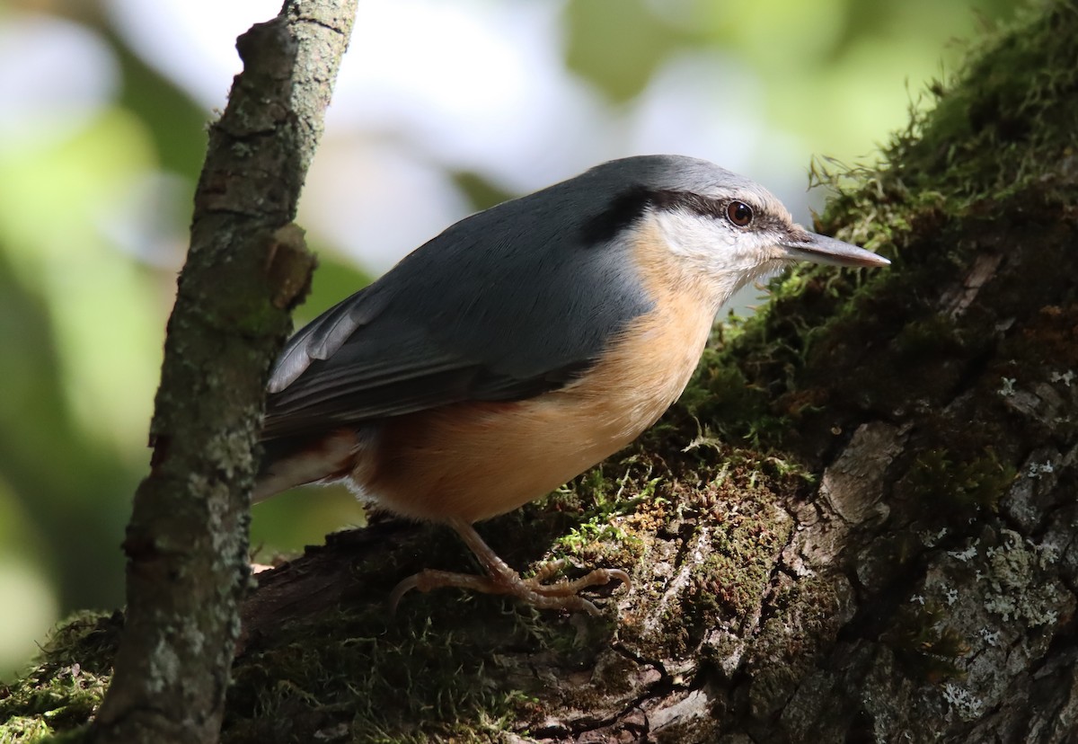 Garrapo eurasiarra - ML643535522