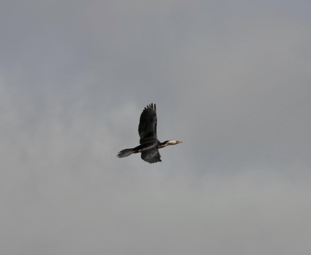 Little Pied Cormorant - ML643535530