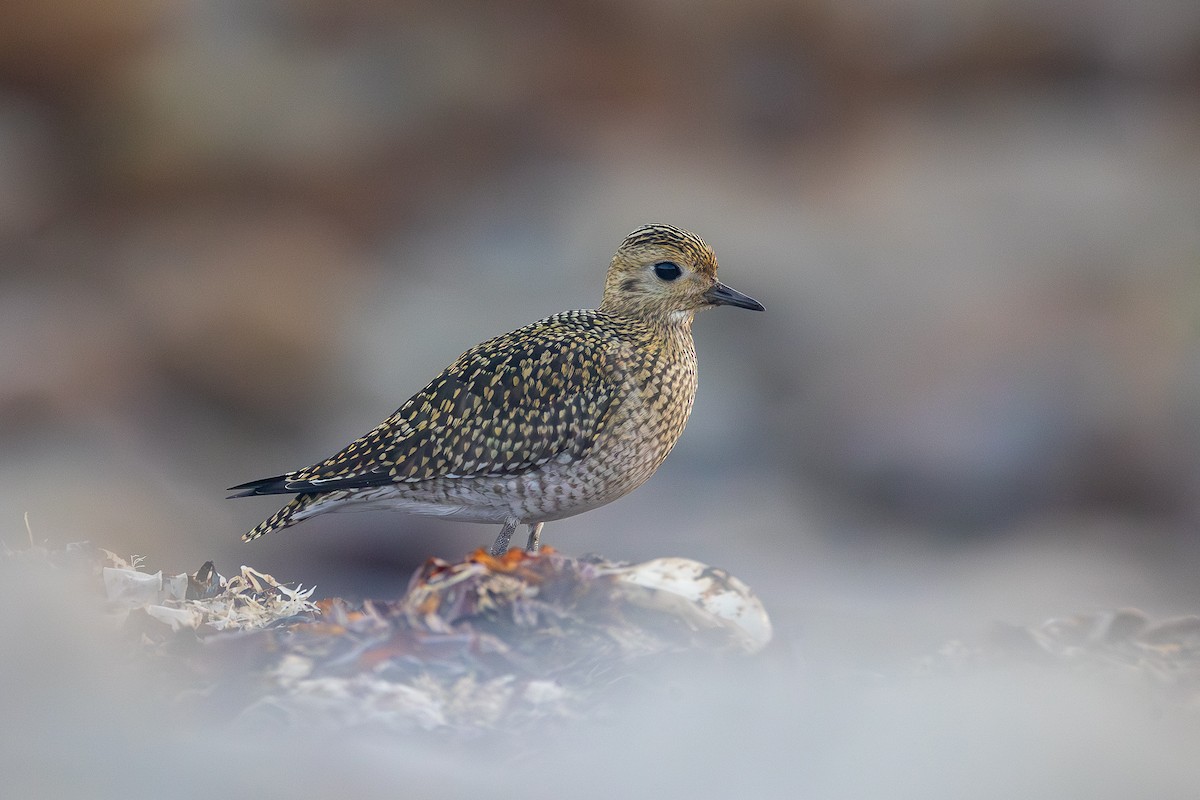 European Golden-Plover - ML643535532