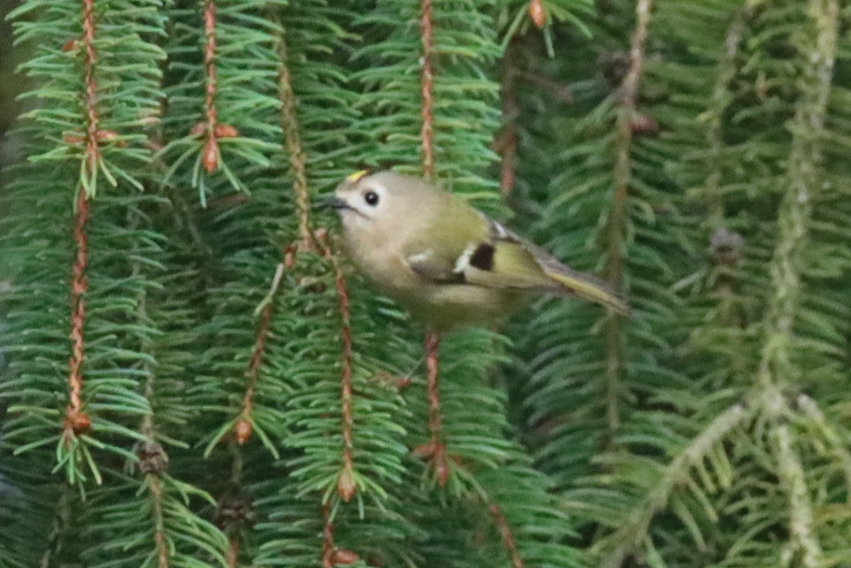 Goldcrest - ML643535540