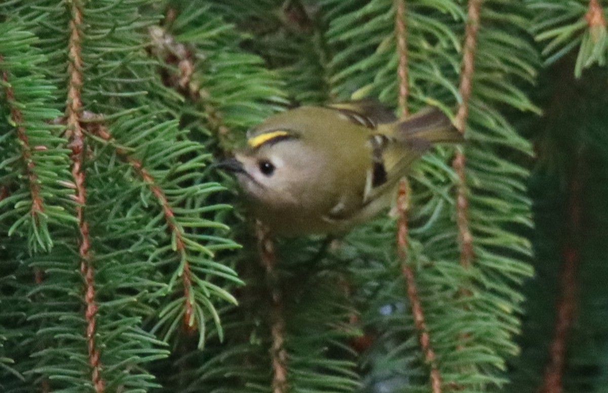 Goldcrest - ML643535542