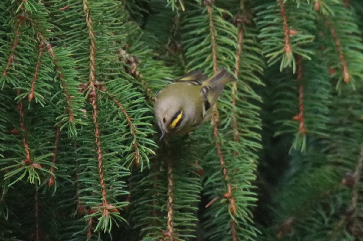 Goldcrest - ML643535544
