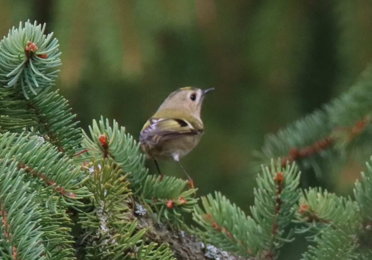 Goldcrest - ML643535555