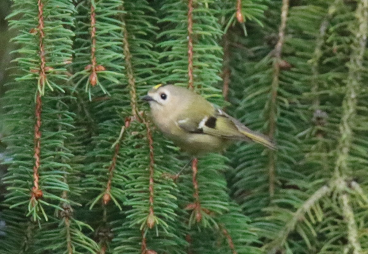 Goldcrest - ML643535573