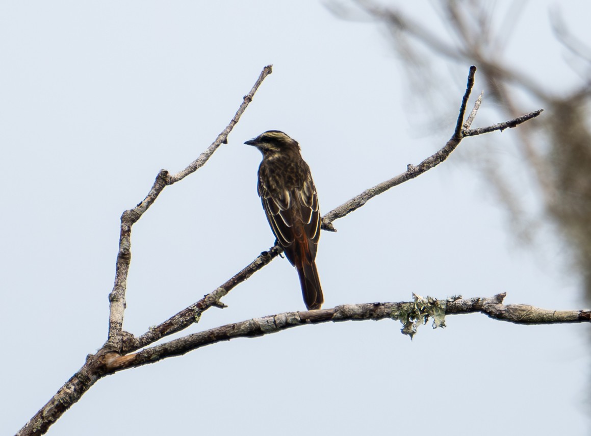 Variegated Flycatcher - ML643535581