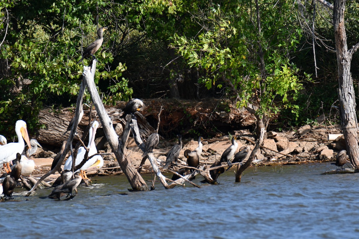 Double-crested Cormorant - ML643535592