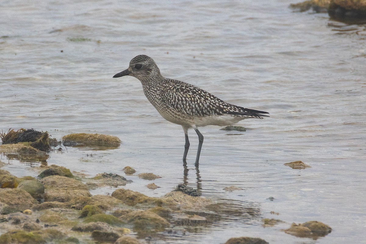 Black-bellied Plover - ML643535598