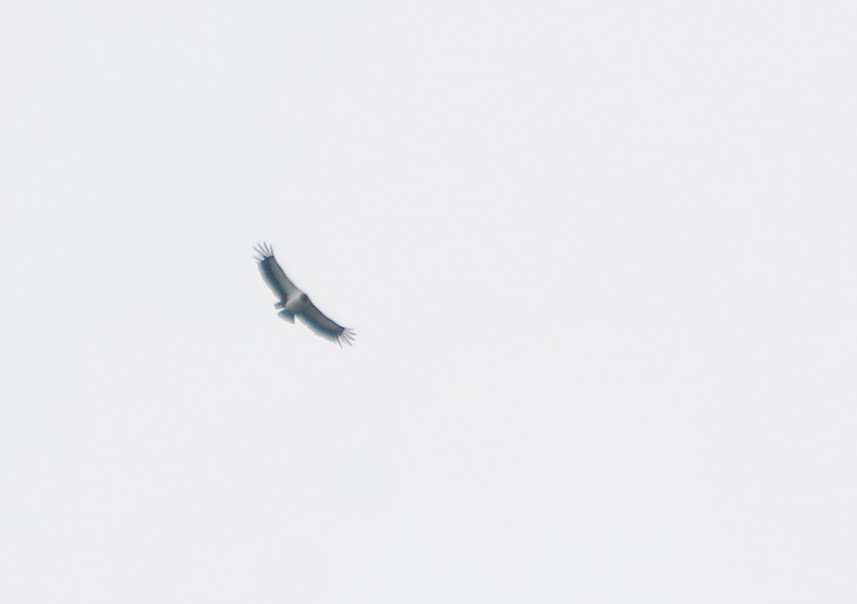 King Vulture - ML643535601