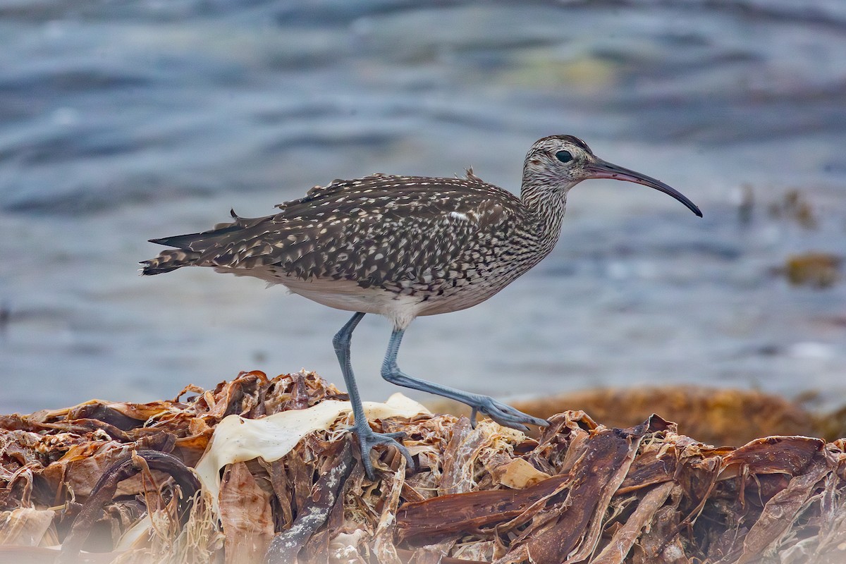 Whimbrel (White-rumped) - ML643535602