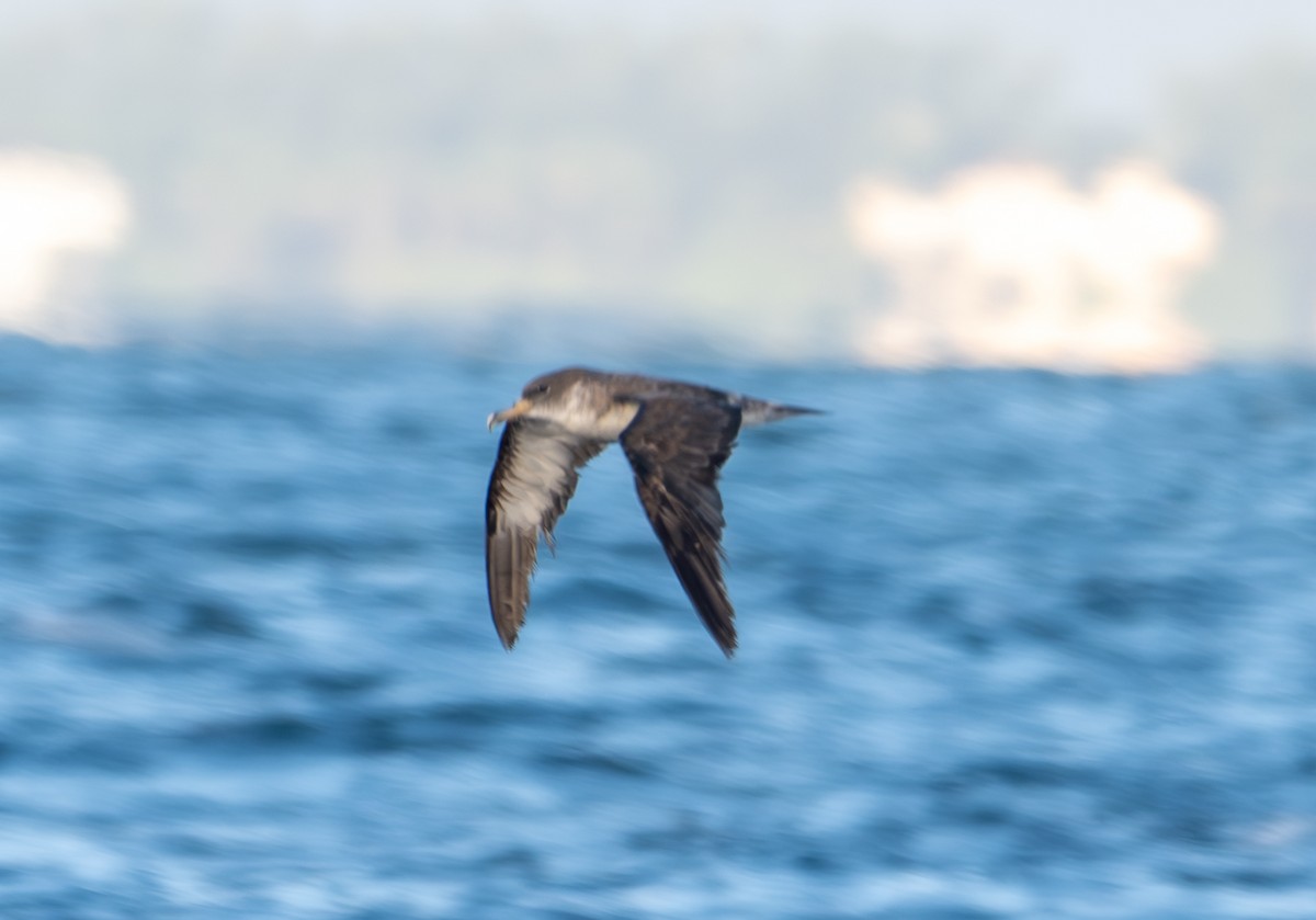 Cory's Shearwater - ML643535604