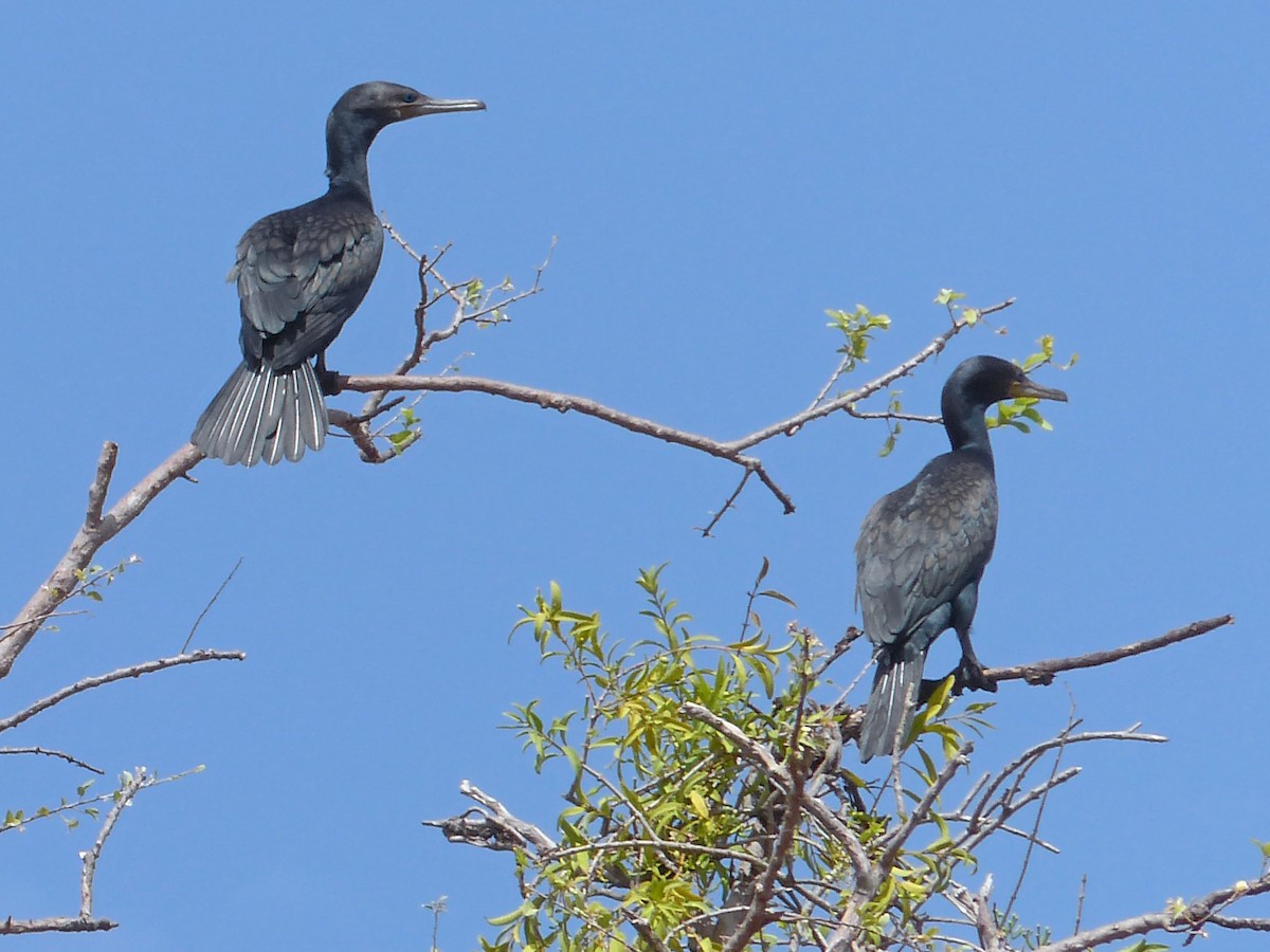 Indian Cormorant - ML643535605