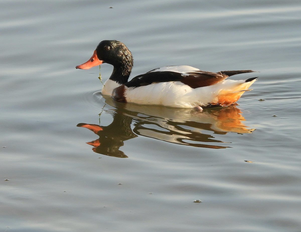 Common Shelduck - ML643535606