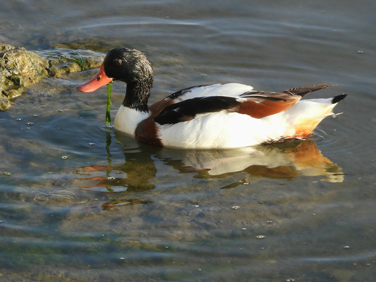 Common Shelduck - ML643535607