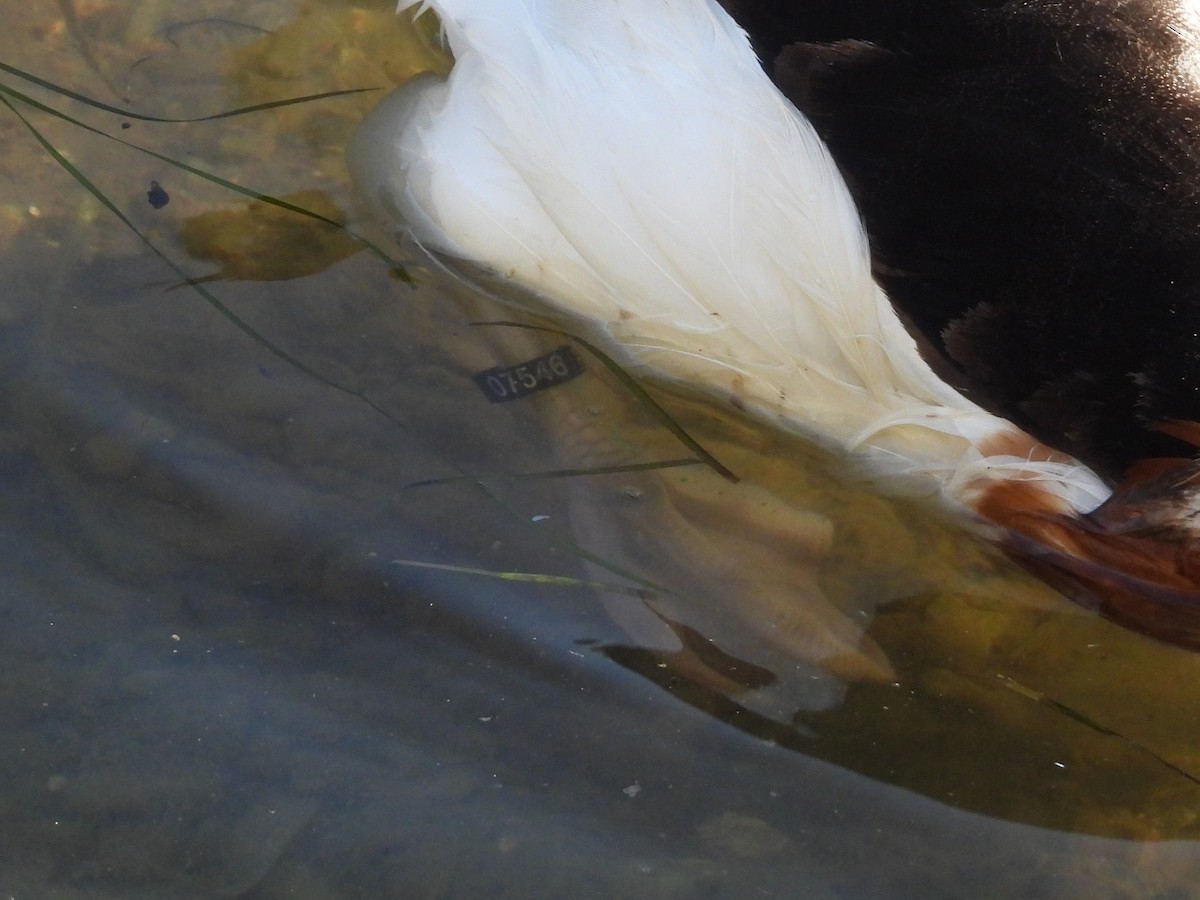 Common Shelduck - ML643535608