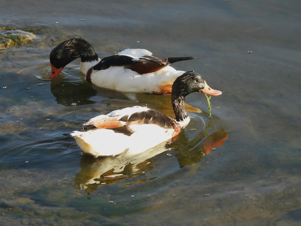 Common Shelduck - ML643535609