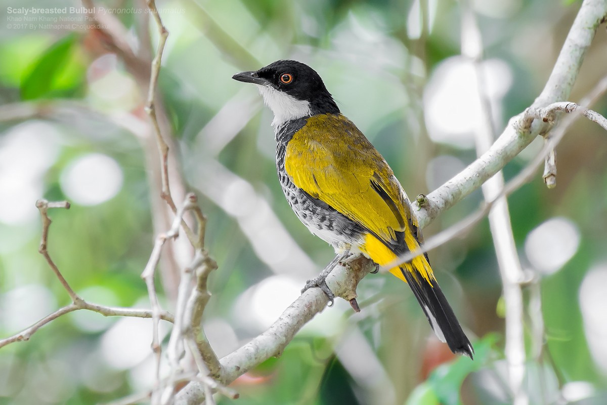 Scaly-breasted Bulbul - Natthaphat Chotjuckdikul