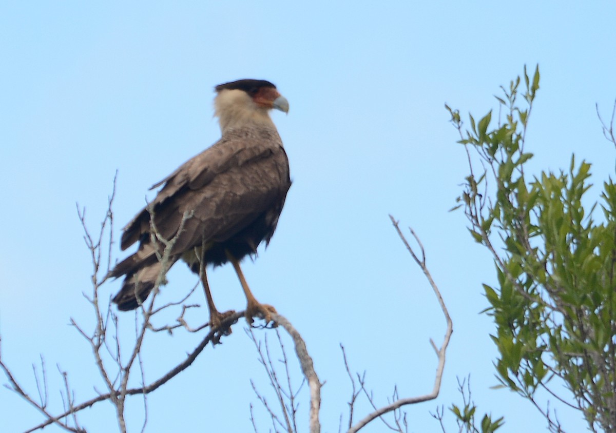 Crested Caracara - ML643535610