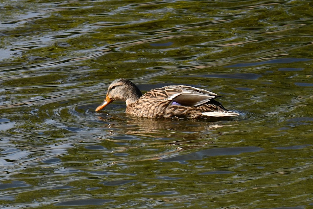 Mallard - ML643535612