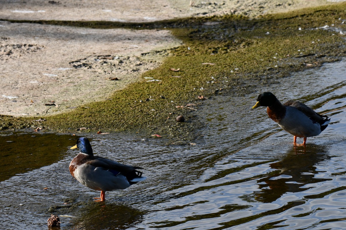 Mallard - ML643535613