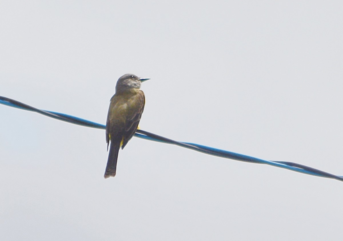 Tropical Kingbird - ML643535614