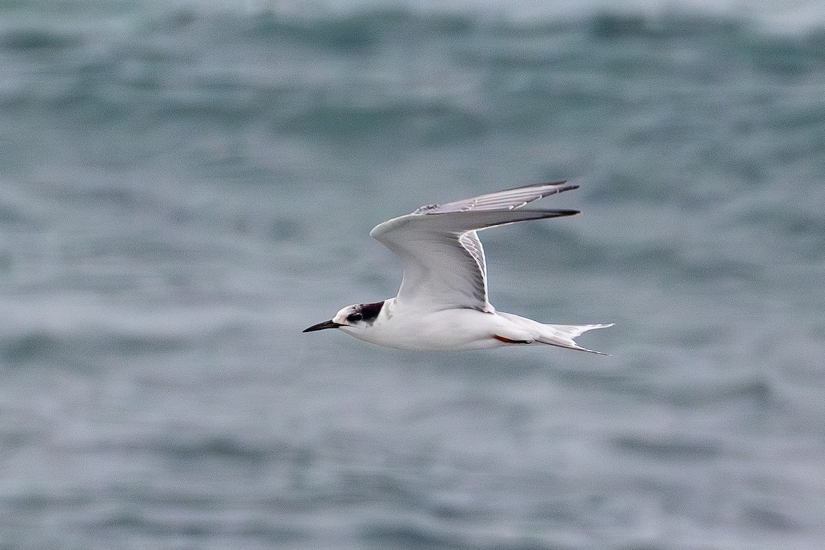 Common Tern - ML643535615