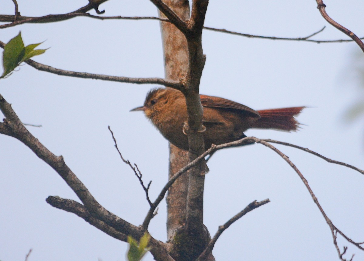 Olive Spinetail - ML643535616