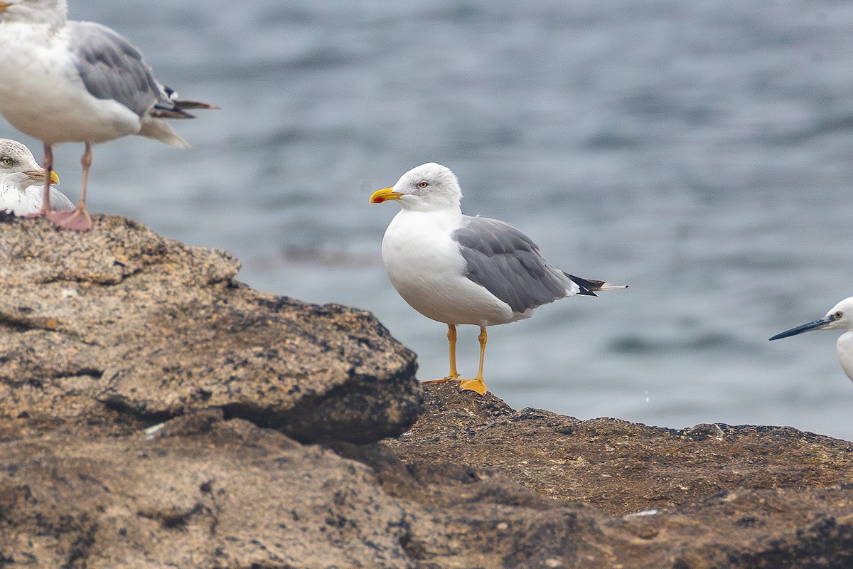 European Herring Gull - ML643535622