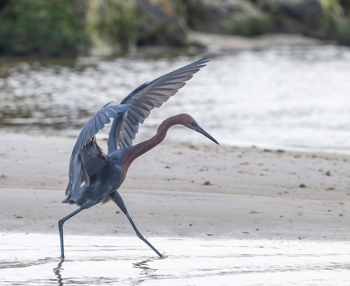 Reddish Egret - ML643535625