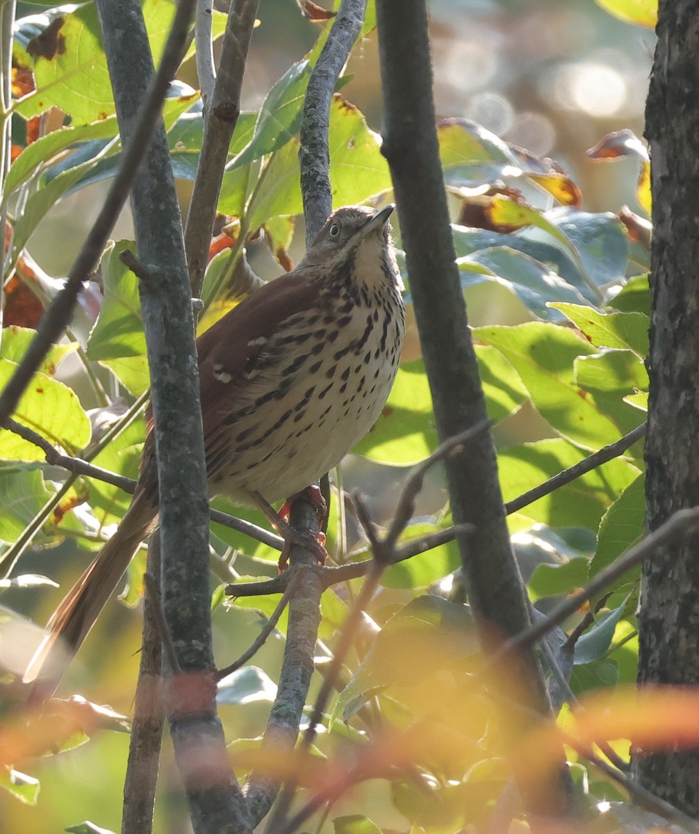 Brown Thrasher - ML643535626
