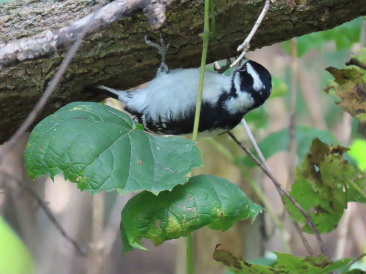 Downy Woodpecker - ML643535632